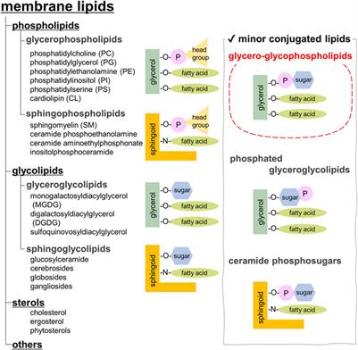 Structures, functions, and syntheses of glycero-glycophospholipids